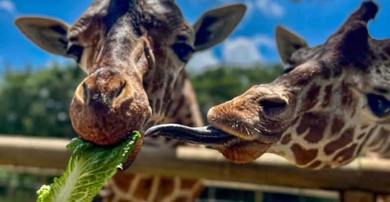 A Wild Ride In Texas Where Giraffes And Zebras Roam Just Inches Away