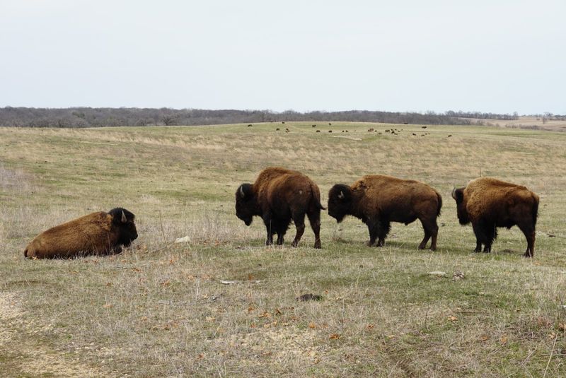 A Thriving Bison Herd Lives Here