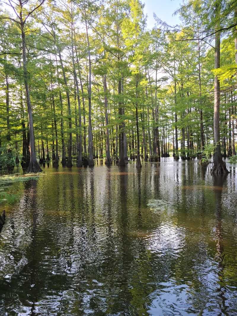 A Wildlife Boardwalk Cuts Through The Marsh