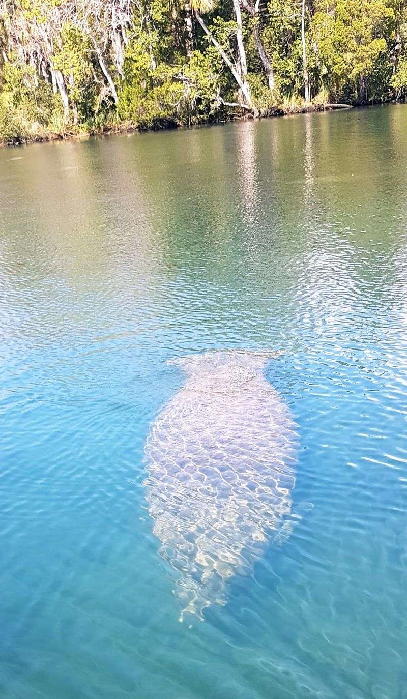 A Wildlife Refuge Created Just For Manatees
