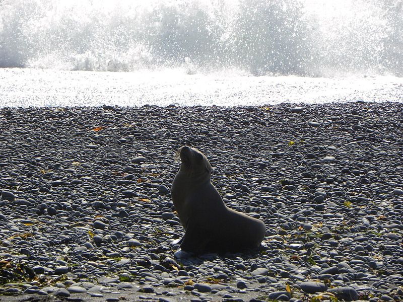 A Wildlife Spectacle You Simply Cannot Script