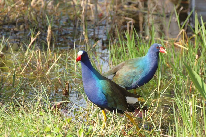 A Wildlife Wonderland Right In Town