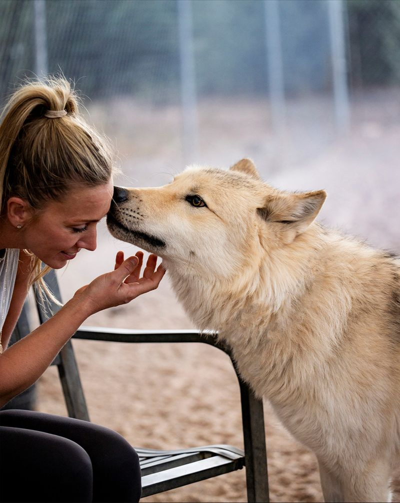 A Wolf Sanctuary Just Outside Sedona With A Pack Waiting For You