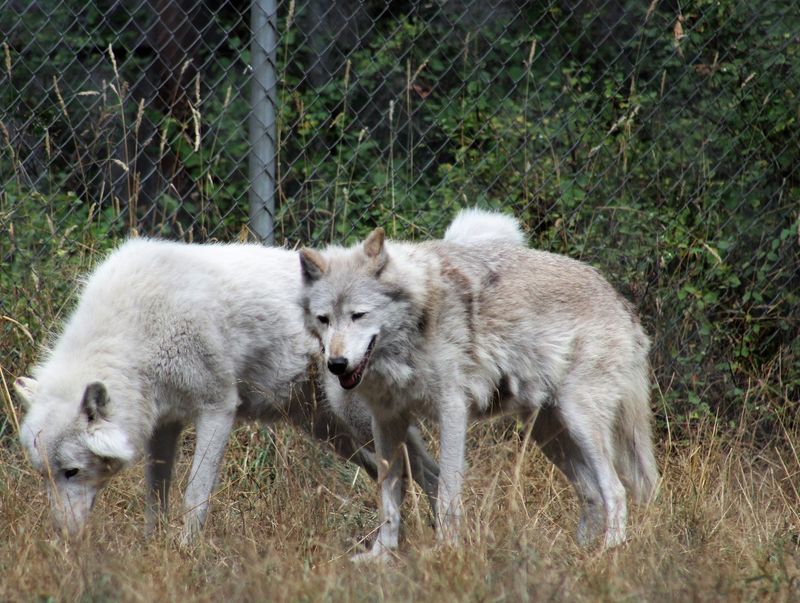 A Wolf Sanctuary Off Offut Lake Road