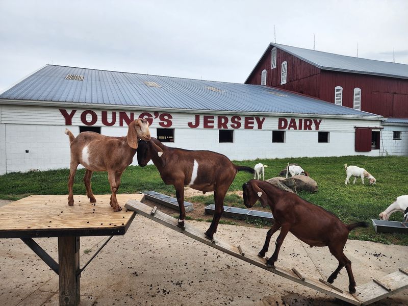 A Working Farm That Became A Full Day Out