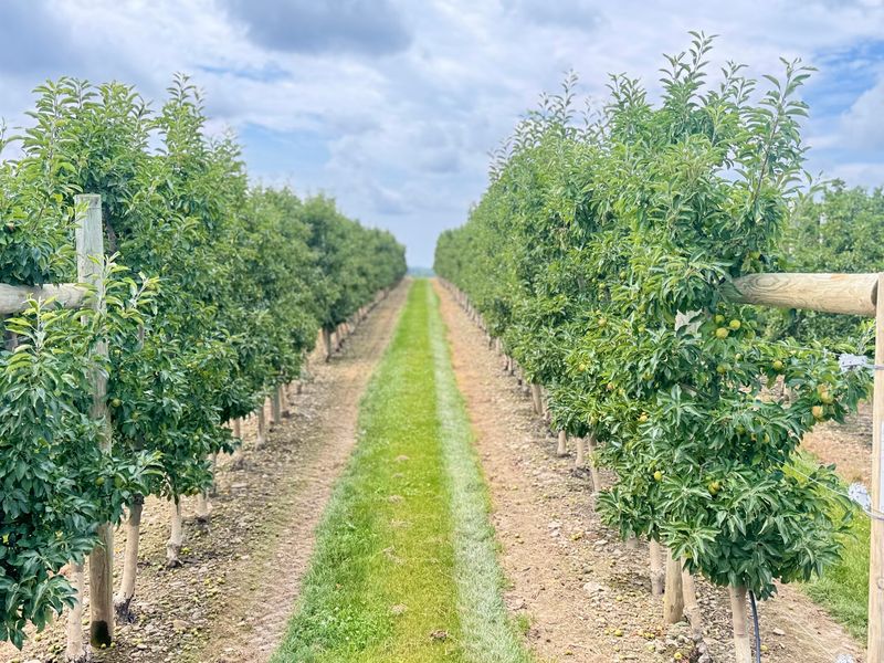A Working Farm With Room To Roam