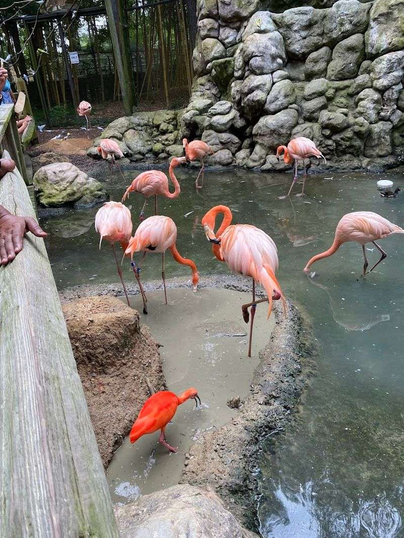 A World-Class Bird Collection Hidden In Plain Sight