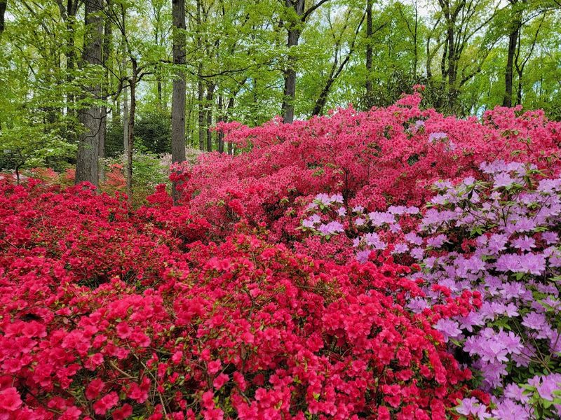 A World-Class Rhododendron Collection