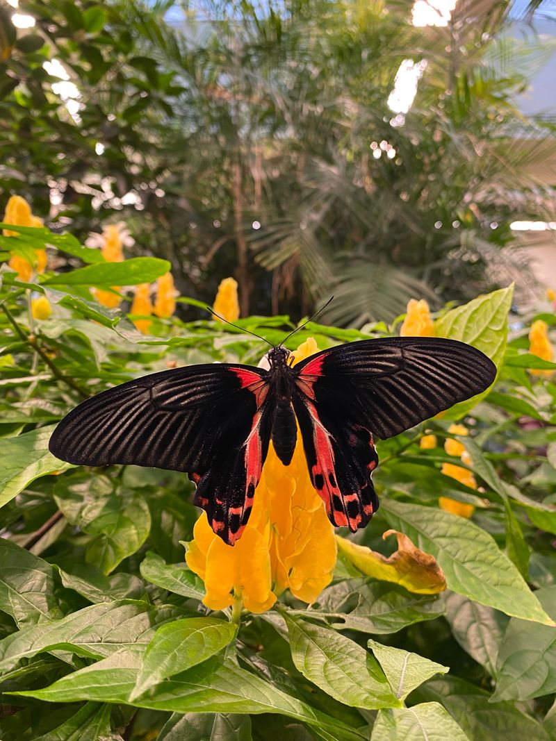Hundreds of Butterflies From Around The Globe