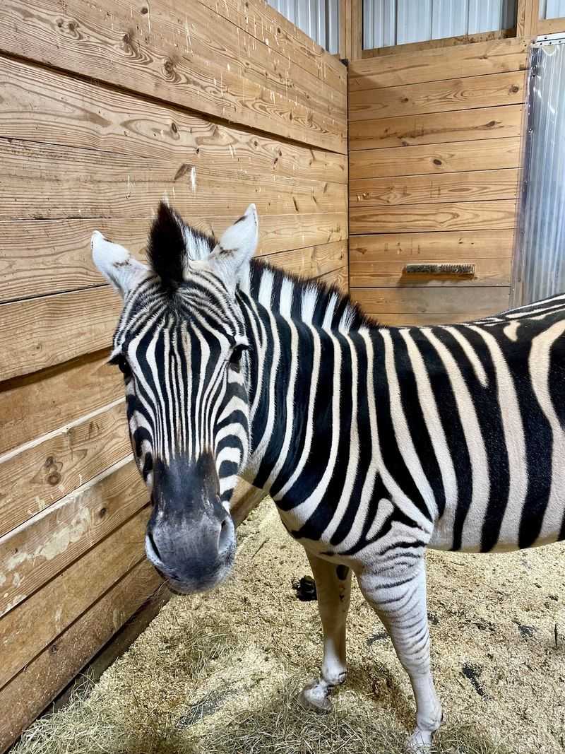 A Zebra, An Ostrich, And Kangaroos Walk Into A Farm
