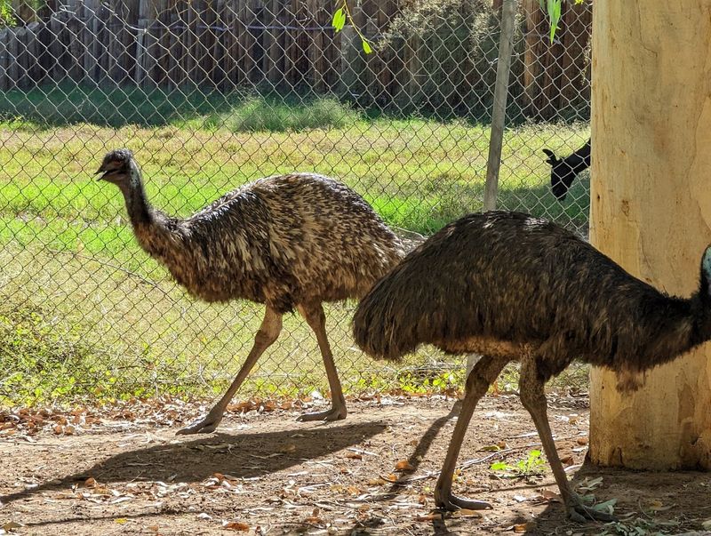 A Zoo Born From A Bird Breeding Farm A Zoo Born From A Bird Breeding Farm