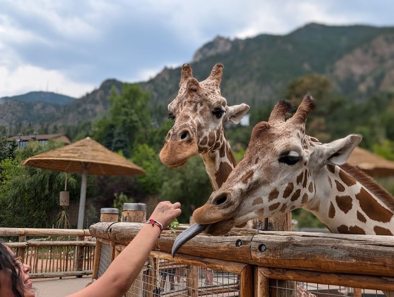 Feeding Giraffes Up Close Is the Real Star Attraction