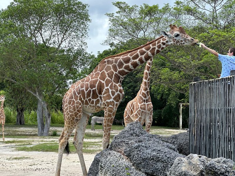 A Zoo The Size Of A Small Town
