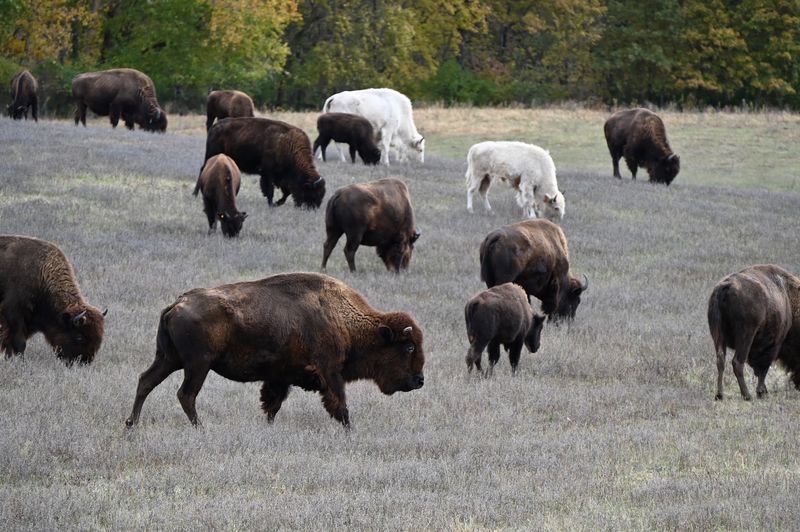 A Zoo Unlike Any Other In Illinois A Zoo Unlike Any Other In Illinois