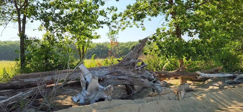 A coast-like view with an Illinois origin