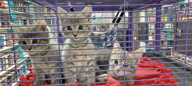A nonprofit identity tied to animal rescue