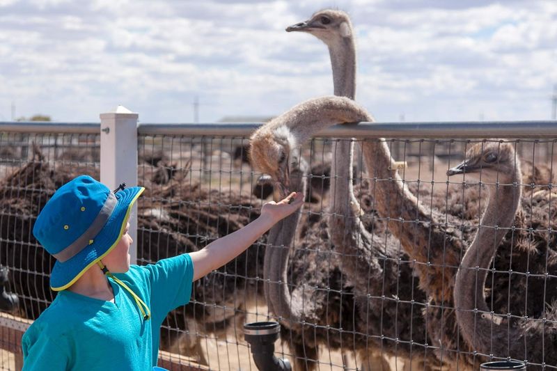 Feeding The Giant Birds
