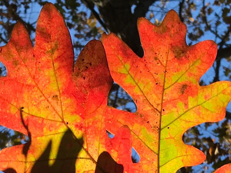 About Those Fall Colors And What To Wear About Those Fall Colors And What To Wear