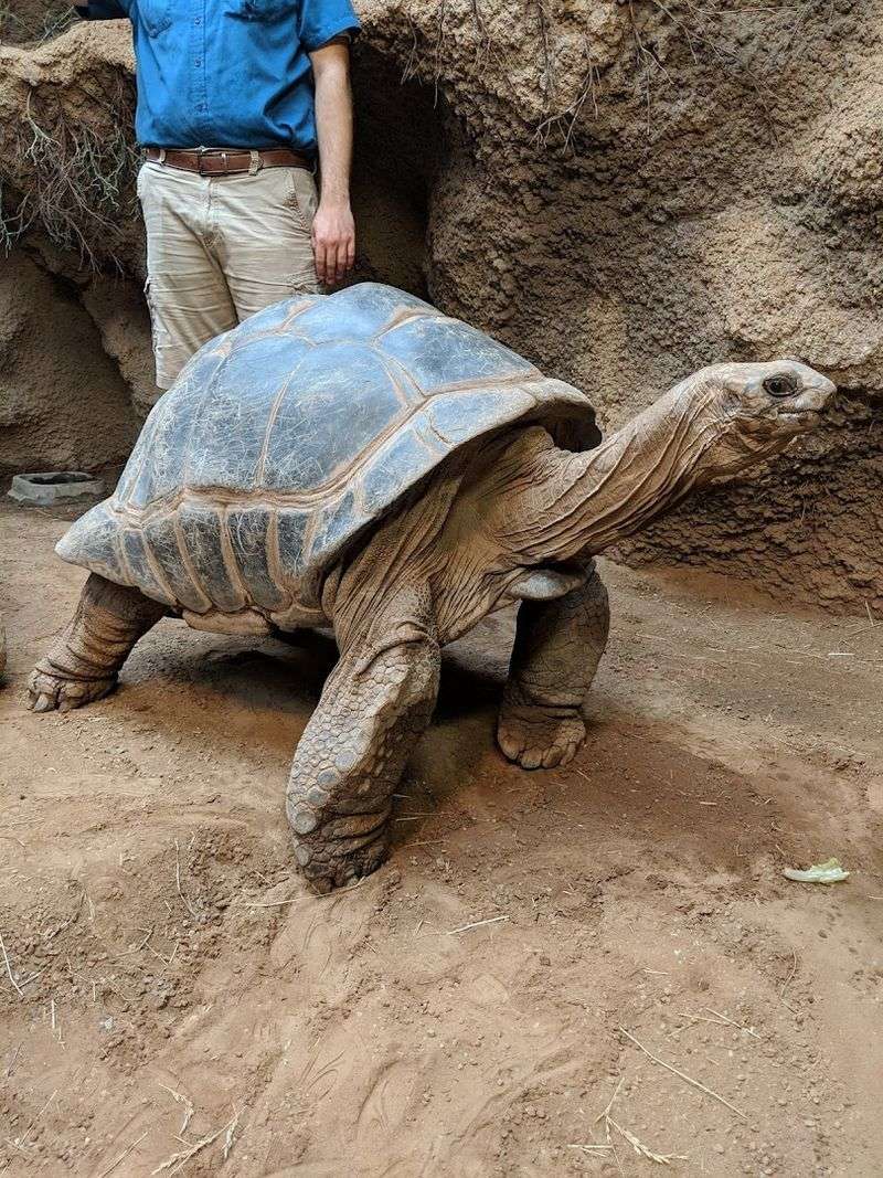 Alligators, Turtles, And A World Of Reptile Variety