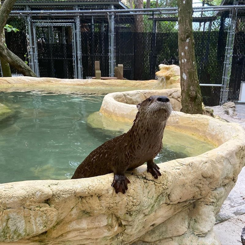 The Adopt-An-Animal Program and Ways To Give Back