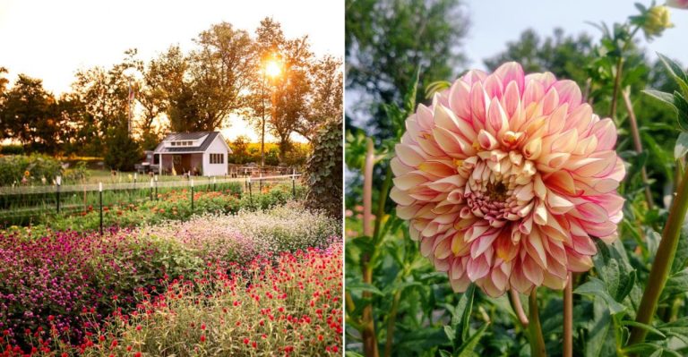 Across Pennsylvania, Flower Lovers Are Filling Buckets With Dahlias And Sunflowers At This Charming Farm