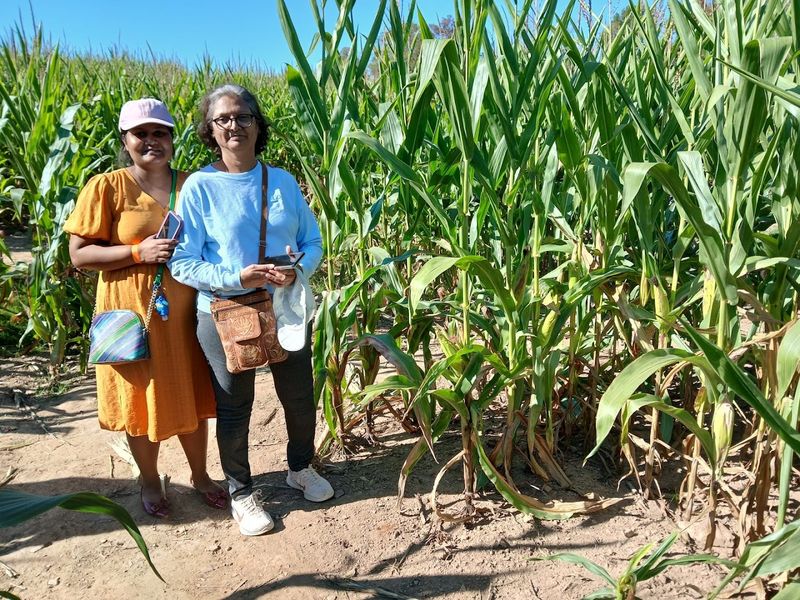 The Corn Maze and Hayrides Are Fall Season Staples