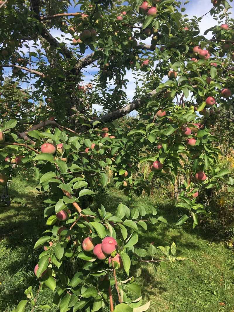 Adams Apple Orchard And Farm Market