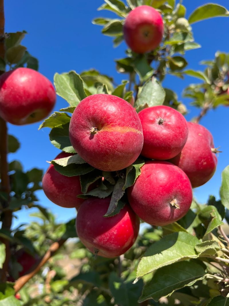 Adam's Apple Orchard & Country Store, Ault, CO