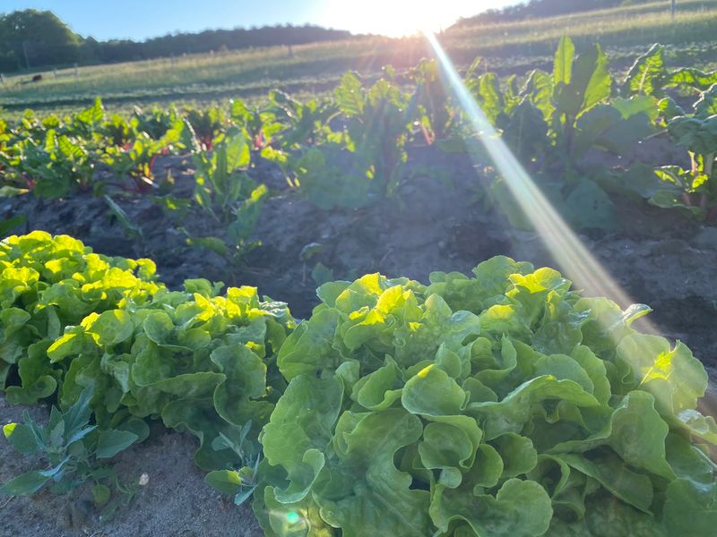Adams Road Is The Clue In The Farmland