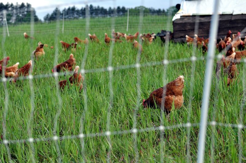 Add Pasture-Raised Protein Thoughtfully