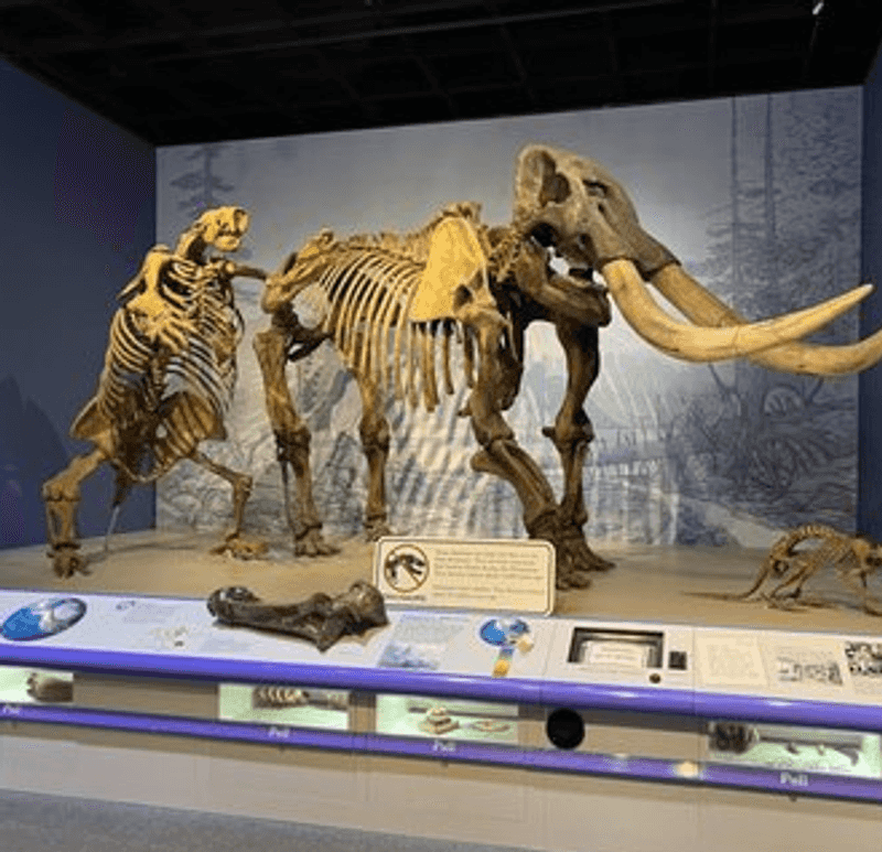 Massive Fossil Displays 