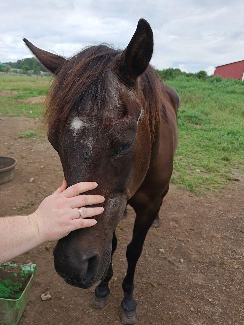 Reading Barn Body Language
