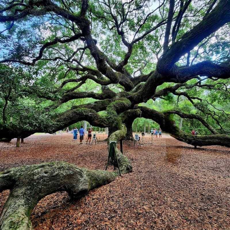 Admission To See The Angel Oak Is Completely Free
