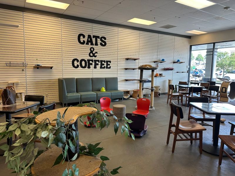 Cozy Coffee Bar Meets Playful Cat Lounge