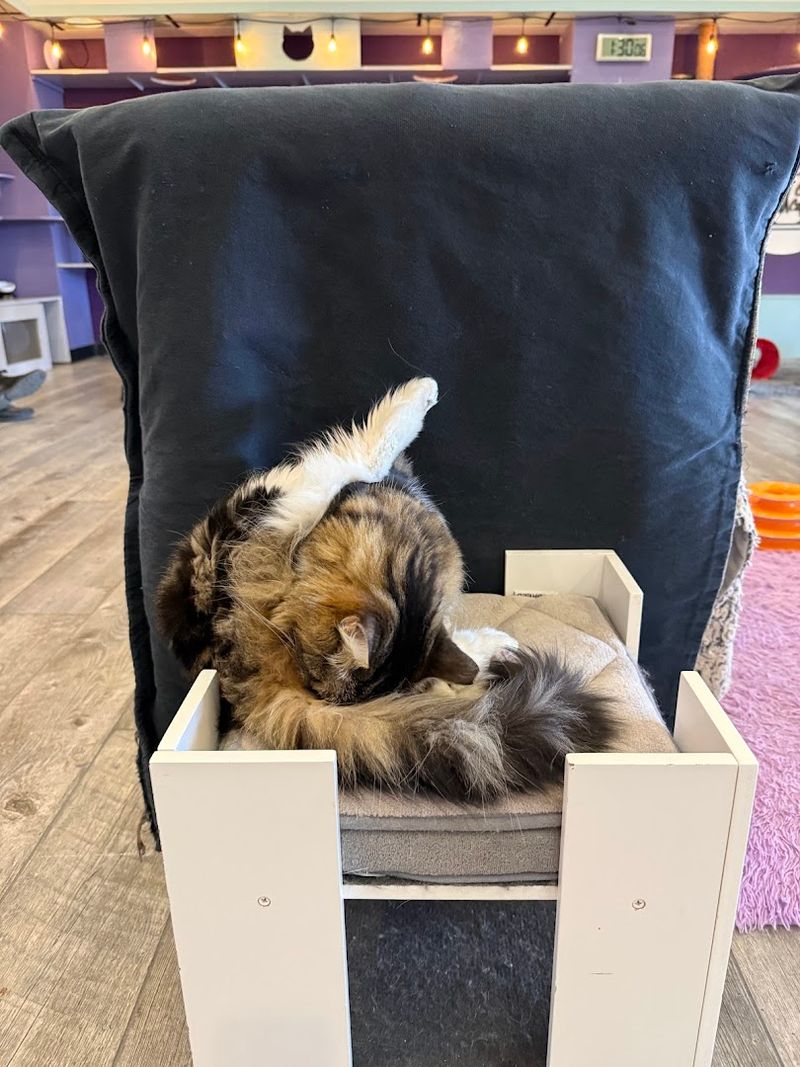 Adopting a Cat from PHX Cat Cafe Adopting a Cat from PHX Cat Cafe