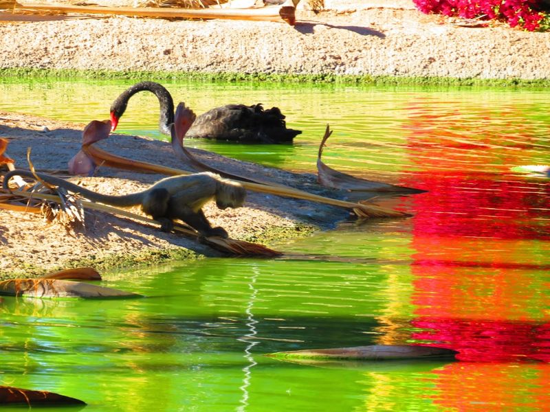 Penguin Encounters And Aquatic Bird Exhibits