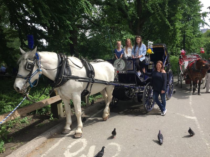 Horse Drawn Carriage Pace