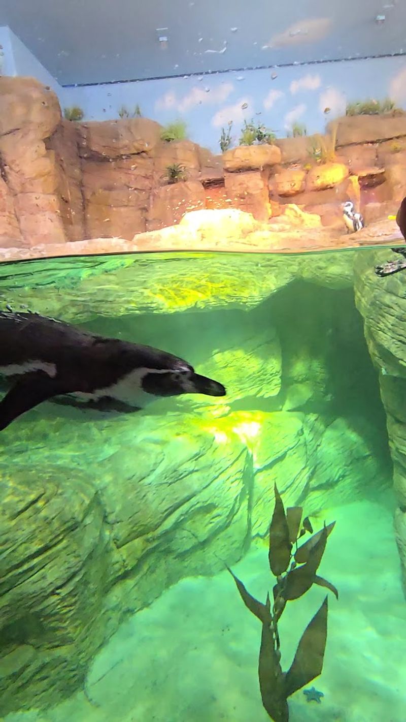River Otter Habitat With Waterfall