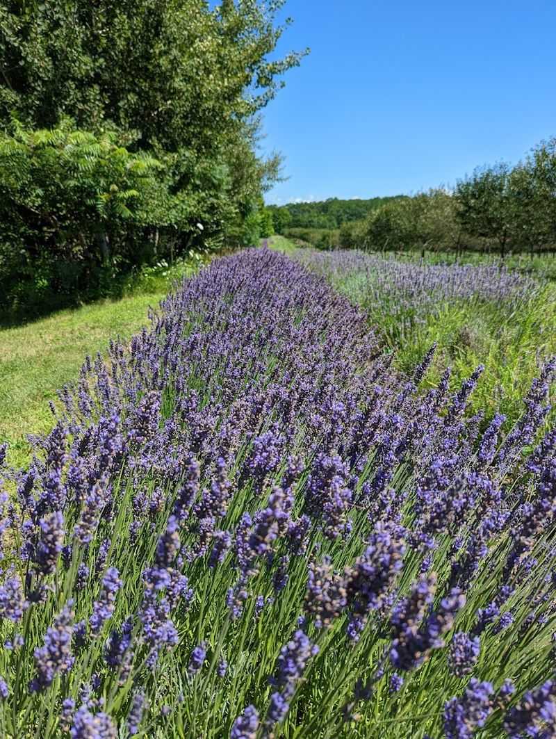 Aim For Mid-Summer If Lavender Is Your Main Reason For Going