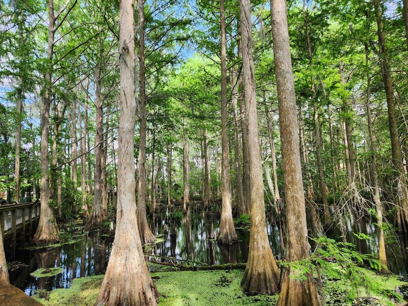 Airboat Rides Take You Into The Heart Of Florida's Wild Wetlands