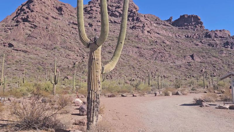 Alamo Canyon Campground, Organ Pipe Cactus National Monument