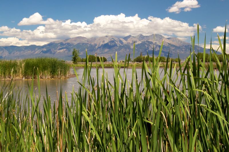 Alamosa