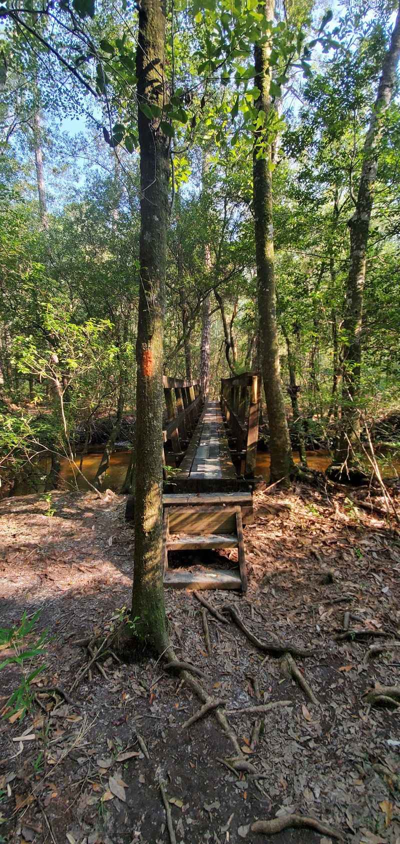 Alaqua Trail — Eglin Air Force Base, Near DeFuniak Springs