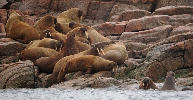 Alaska’s Secret Island That Hosts One Of The World’s Largest Walrus Gatherings