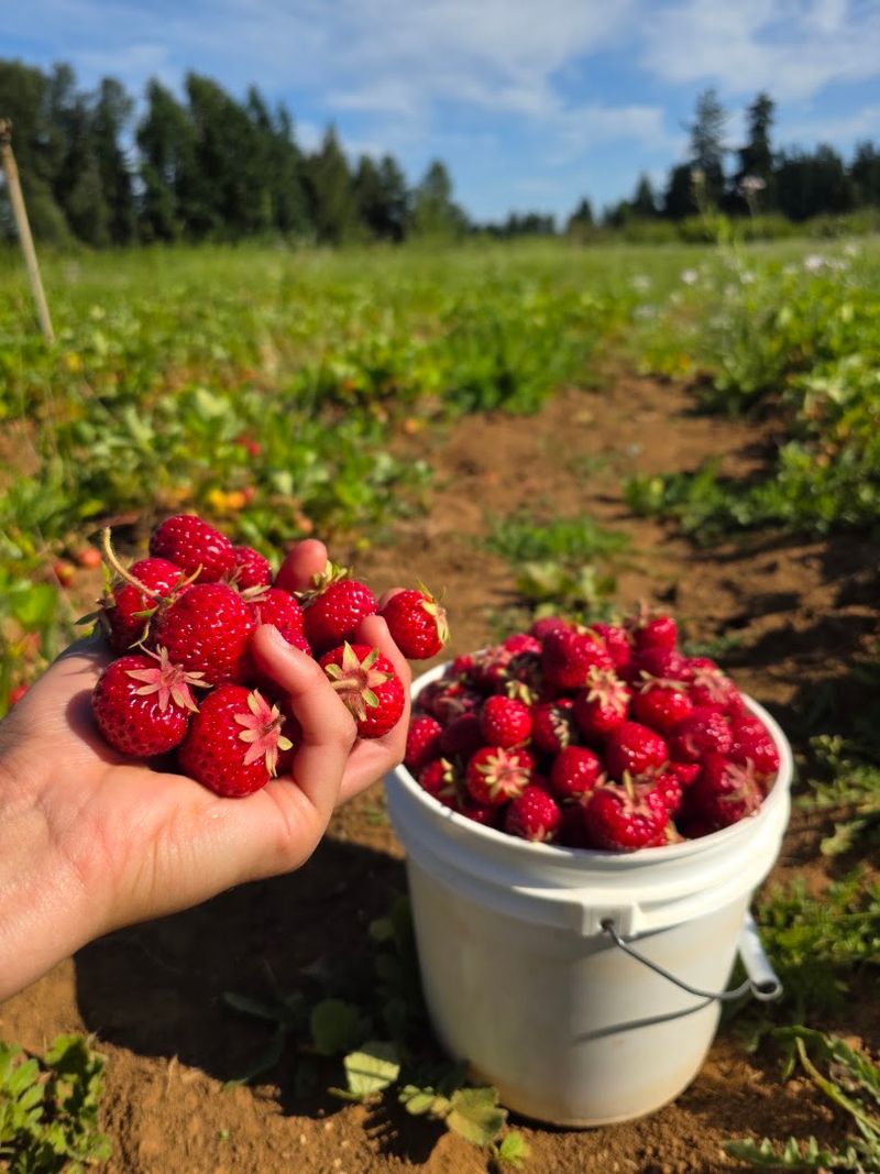 Albeke Farms