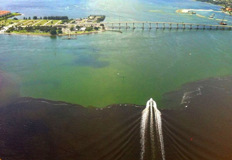 Algae Blooms Have Turned A Local Treasure Into A Flashpoint Algae Blooms Have Turned A Local Treasure Into A Flashpoint