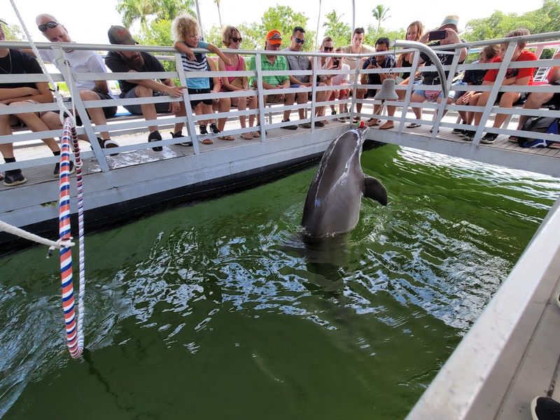 All Animals At The Park Are Rescued Wildlife