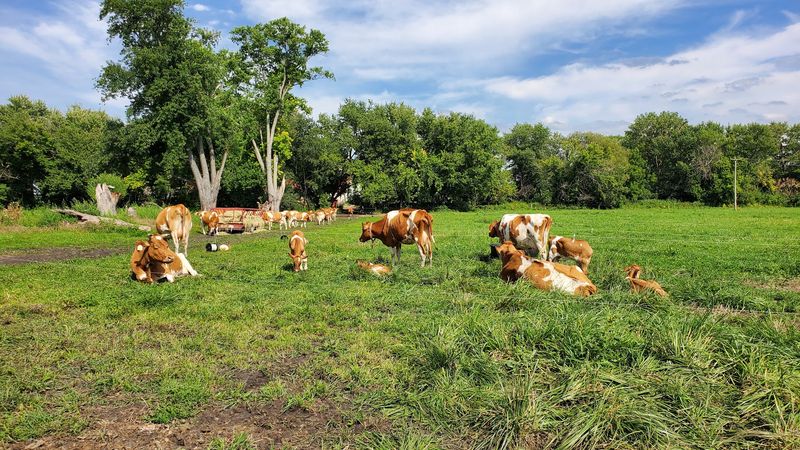 All Grass Farms LLC, Dundee Township, IL