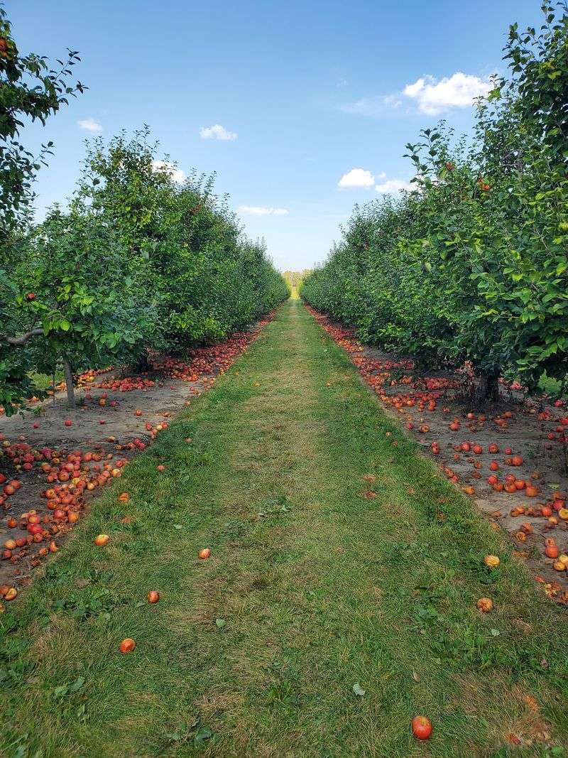 All Seasons Orchard