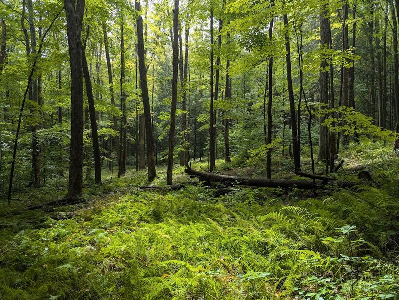 Quehanna Trail, Moshannon and Elk State Forests, Pennsylvania
